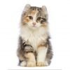 American Curl kittens for sale