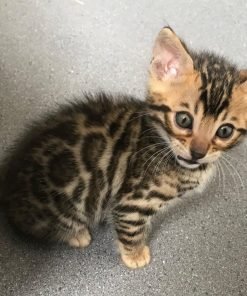 Bengal Kittens for Sale