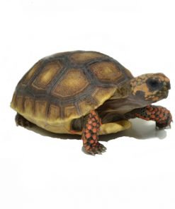 Red Footed Tortoise for Sale