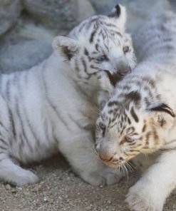 White Tiger Cubs For Sale