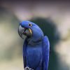 Hyacinth Macaw For Sale