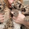 Cougar Cubs For Sale