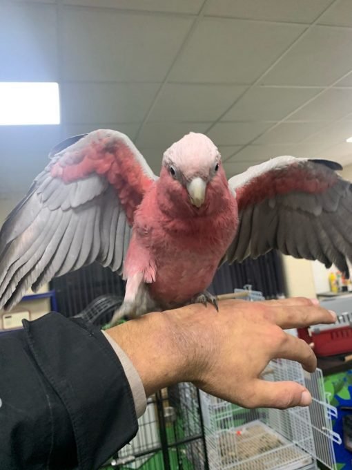 Galah Cockatoo for sale