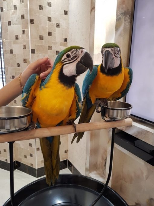 Blue and gold Macaw for sale