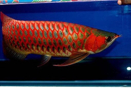 Buy Blood Red Arowana