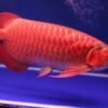 Buy Super Red Arowana