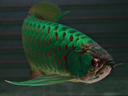 Green Arowana