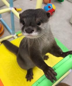 Female otter for sale